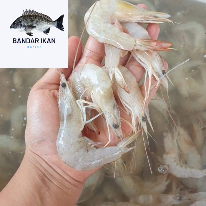 

Udang Peci Segar Fresh Dan Berkualitas