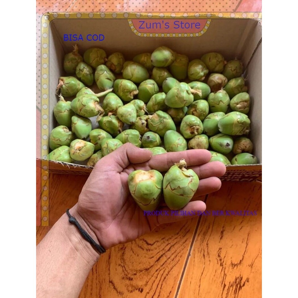 

terlaris Beluluk kelapa kecil ready stok untuk obat herbal