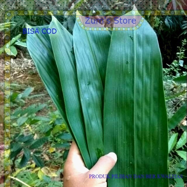

terlaris Daun Bambu Segar Pilihan herbal dan bungkus bacang segar