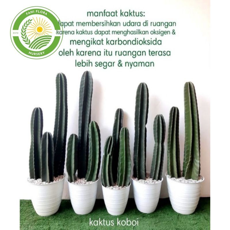paket 2 kaktus koboi/kaktus belimbing