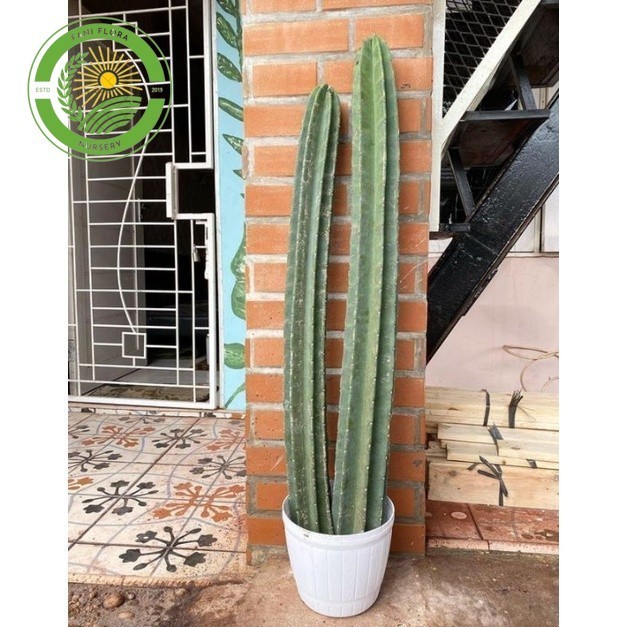 Tanaman Kaktus Koboi 1meter Siap Tumbuh Bunga / Tanaman Kaktus Berbunga / Tanaman Hias Kaktus Ukuran