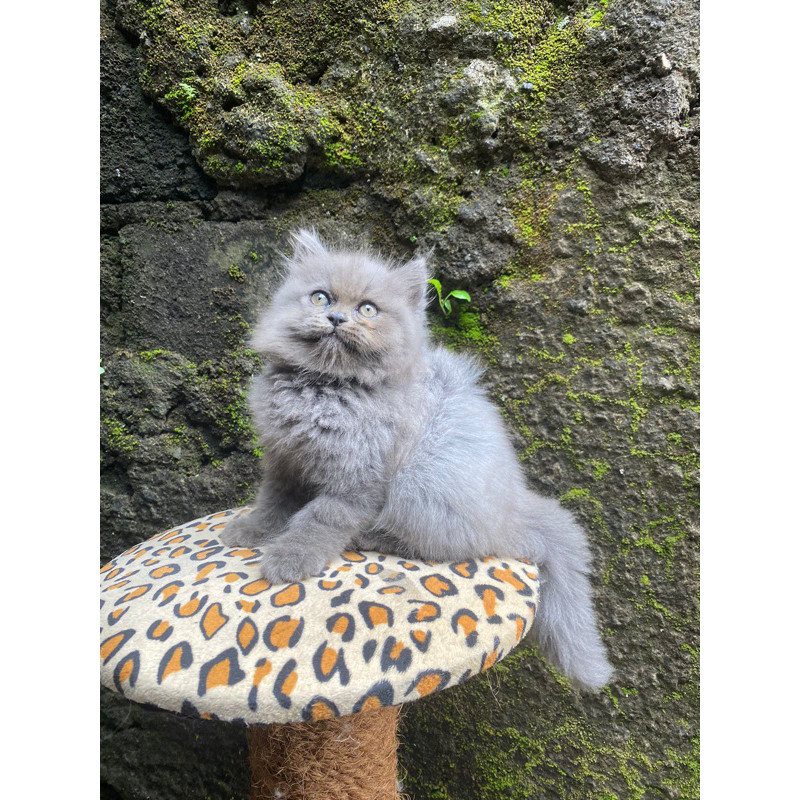 Promo diskon 65% kucing persia abu jantan