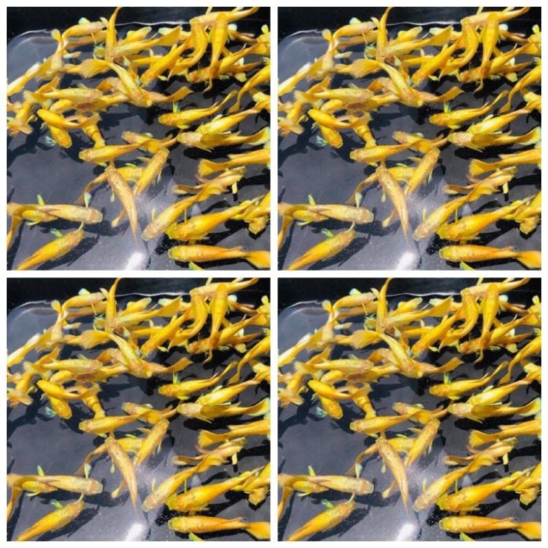 hiasan akuarium Guppy albino full gold + gratis pakan 