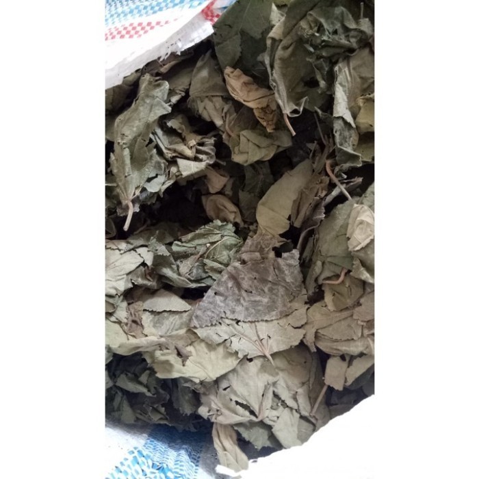 

Bubuk Daun Jati Belanda 1Kg Jati Londo Organik Free Stiker PIRT Random