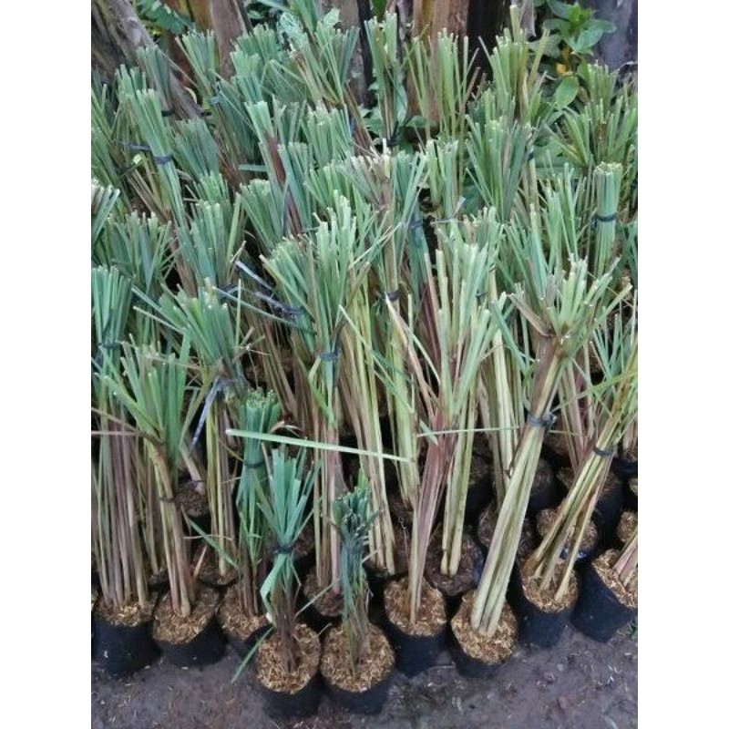 Bibit Tanaman Serai Bumbu Dapur / Sereh