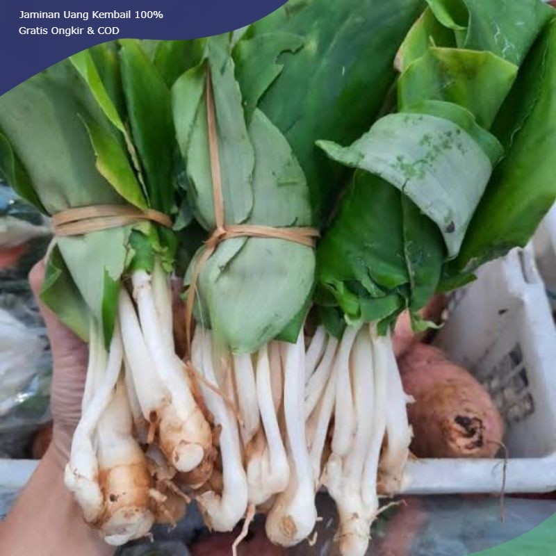 

daun kencur muda 500gram untuk lalap