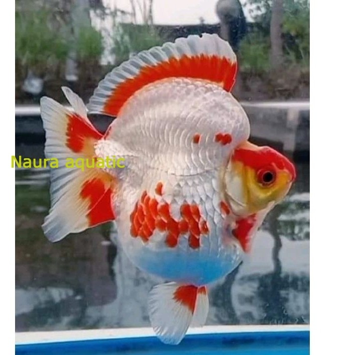 Hiasan aquarium ikan mas koki ryukin / ryukin punuk unta promo