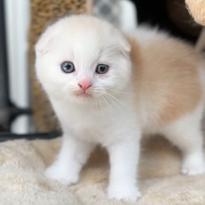 kucing scottish fold jantan /scottish / kucing lucu