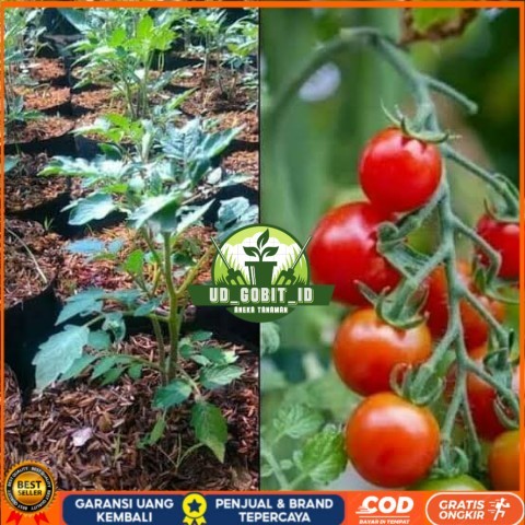 Bibit Tanaman Tomat Cherry / Tomat Ceri Asli Bibit Tanaman Super Unggul UD GOBIT ID