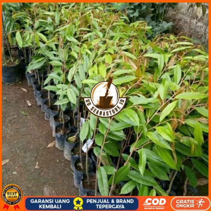 Bibit Durian Matahari Okulasi Unggul Super Cepat Berbuah UD SEANASTORE ID
