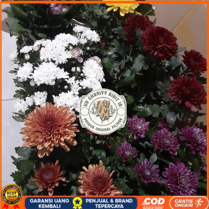 BIBIT BUNGA KRISAN SUDAH BERBUNGA Bibit Tanaman Super Unggul UD GHANIYY BIBIT ID