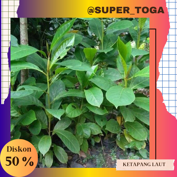 bibit pohon ketapang laut cepat berbuah termurah bibit ketapang laut bibit ketapang kencana