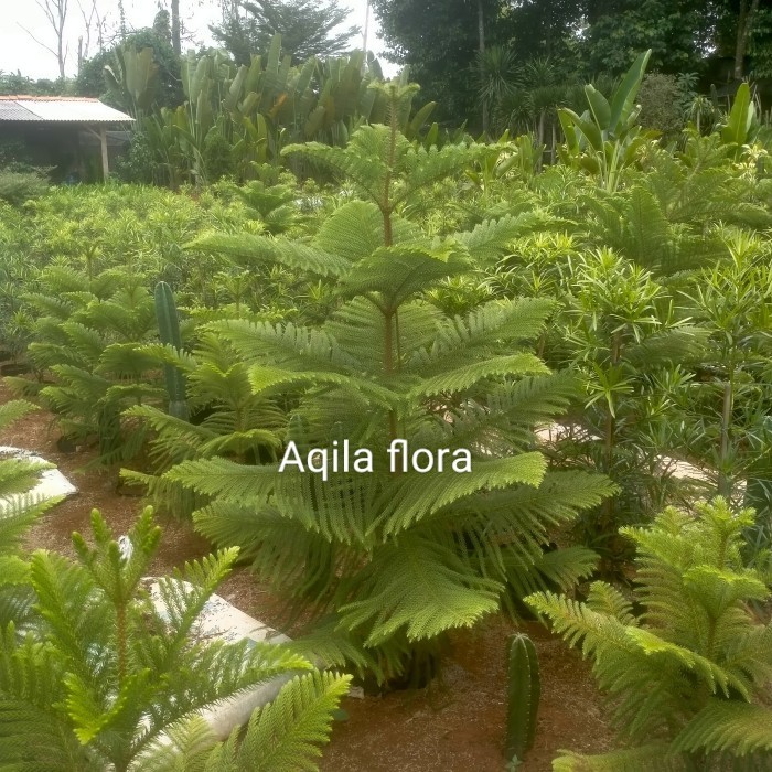 pohon Cemara Norfolk (tinggi 1 meter)