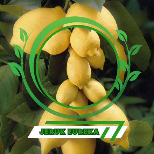 Bibit Jeruk Lemon Eureka Impor Bibit Jeruk Lemon  Tanpa Biji