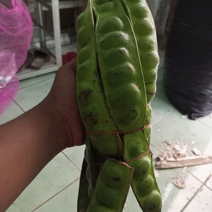 

Pete petai segar 10 papan murah peteuy