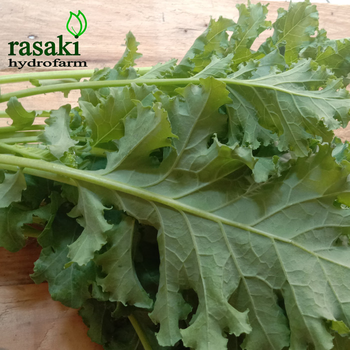 

Sayur kale green curly 1 kg segar hidroponik