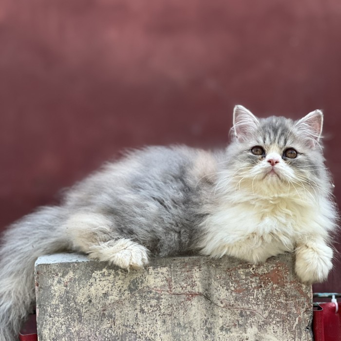 Promo diskon 65% Anak kucing persia flatnose betina abu putih super gembul longhair