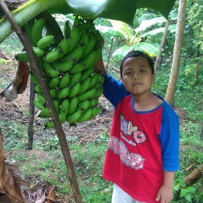 bibit pisang morosebo unggul pendek