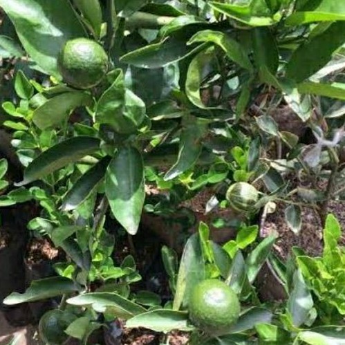 Pohon Jeruk Primong besar