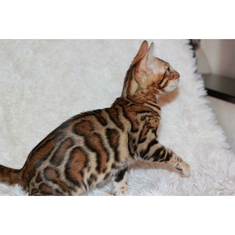 Kucing Bengal / British Shorthair Munchkin ragdoll anggora Himalaya Persia Peaknose Scottish fold