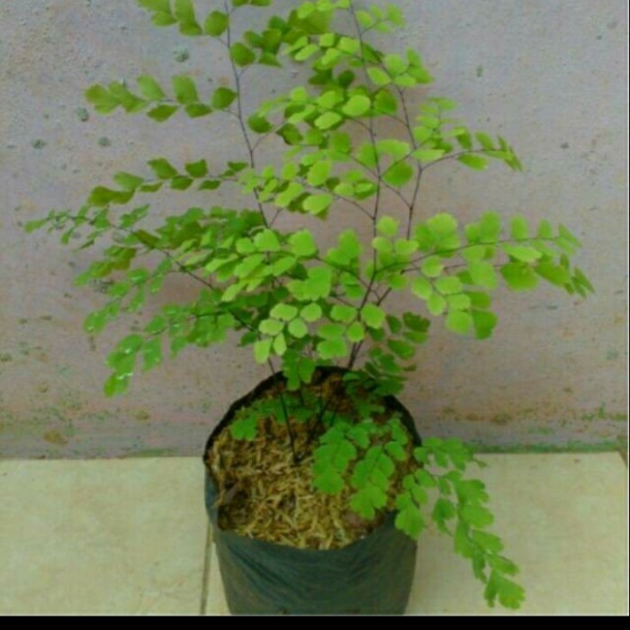 Tanaman Hias Suplir/ Bunga suplir