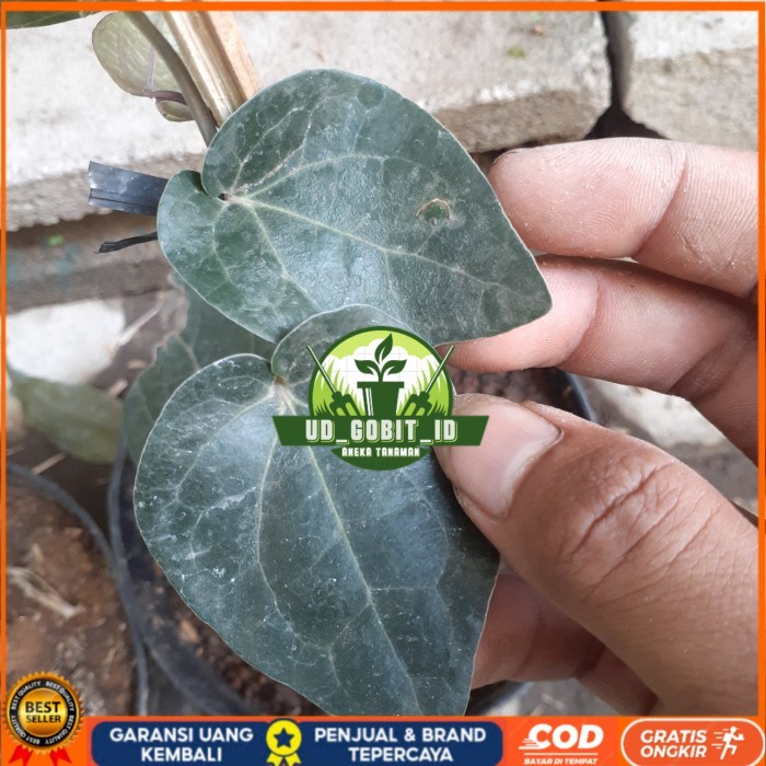 BIBIT TANAMAN SIRIH HITAM HERBAL UNGGUL Bibit Tanaman Super Unggul UD GOBIT ID