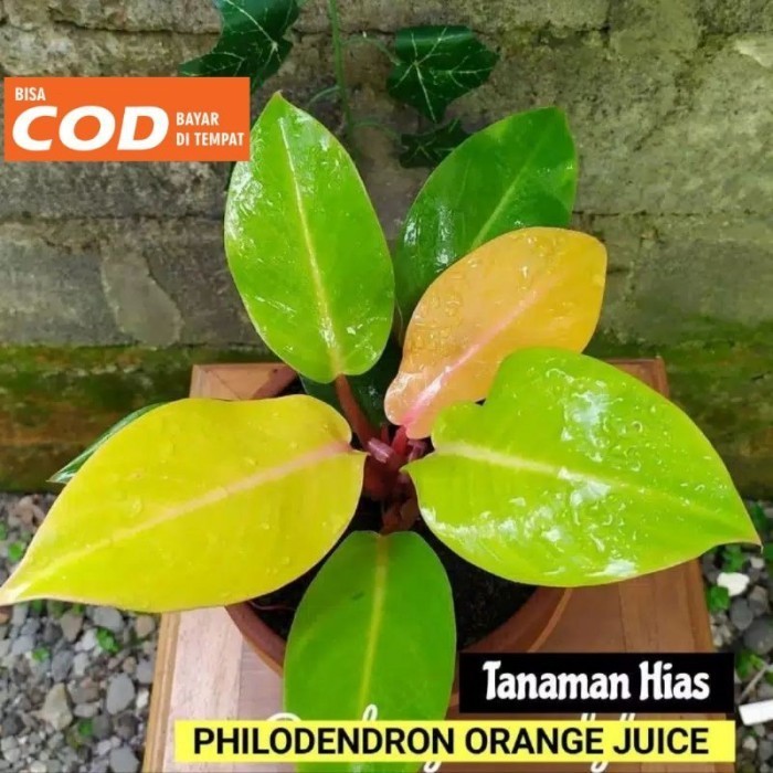 Tanaman hias philodendron orange juice - philo orange juice