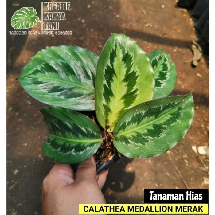 Calathea medalion - Calathea medallion