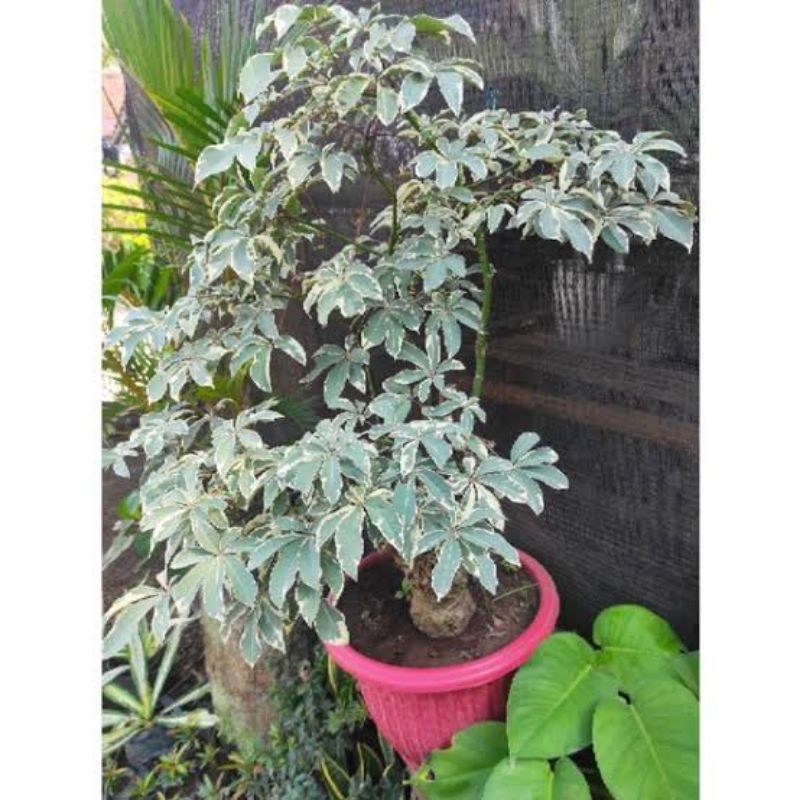 PROMO COD Stek Batang Randu Varigata / Randu Putih TERLARIS