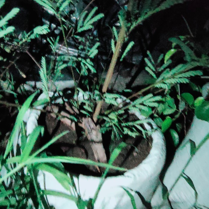 Tanaman Bonsai Lamtoro Karakter Pot Ukuran 50cm Gambar Real Kode 06139