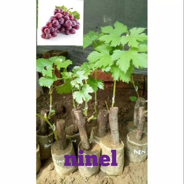 

anggur import ninel