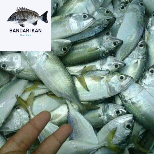 

Ikan Kembung Gepeng Segar Fresh Dan Berkualitas
