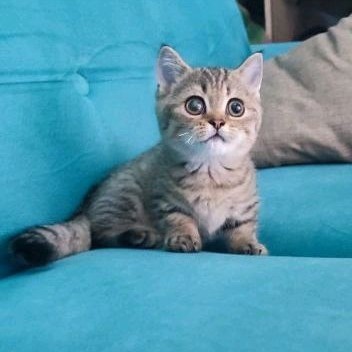 kucing lucu / british short hair jantan / kucing bsh munchkin / cat