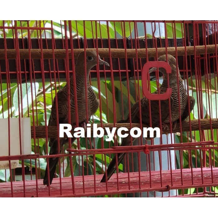 Burung Perkutut MAJAPAHIT Jantan Asli Cemani MOJOPAHIT Lokal Katuranggan Manggung Gacor