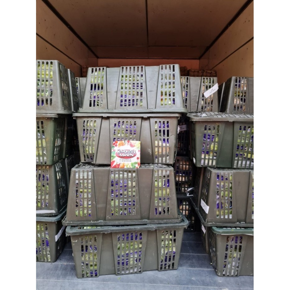 

HarvestMoon Celery Stick Per kg - RRC