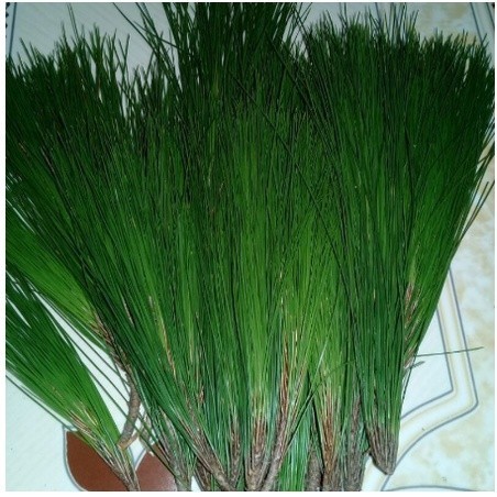 

DAUN PINUS SEGAR 1KG MURAH KWALITAS TERBAIK OBAT HERBAL OBAT TRADISIONAL