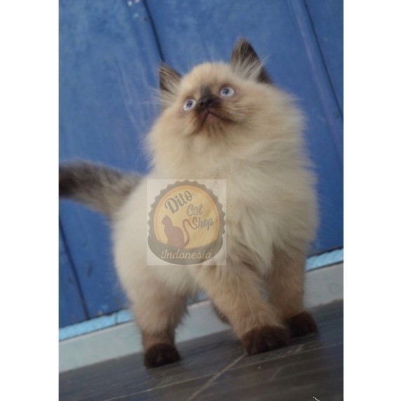 Kucing Persia Anggora Munchkin Himalaya Ragdol Super
