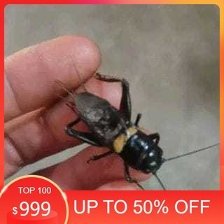 Jangkrik Kalung Aduan Ukuran BIG Jangkrik Ngerik Jiteng Masteran Pengusir Tikus