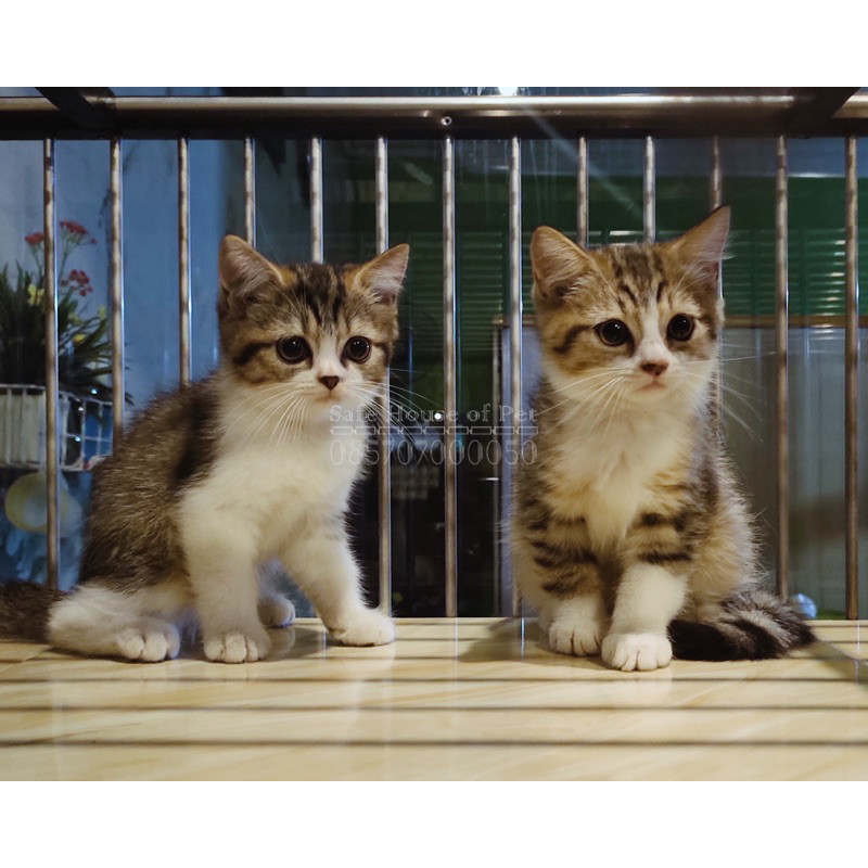 #5 - Kitten / Anak Kucing - Anggora / Persia / Medium / Flatnose / Peaknose / Munchkin / Maine Coon - Bulu - Karpet / Kapas - Short / Long - Hair