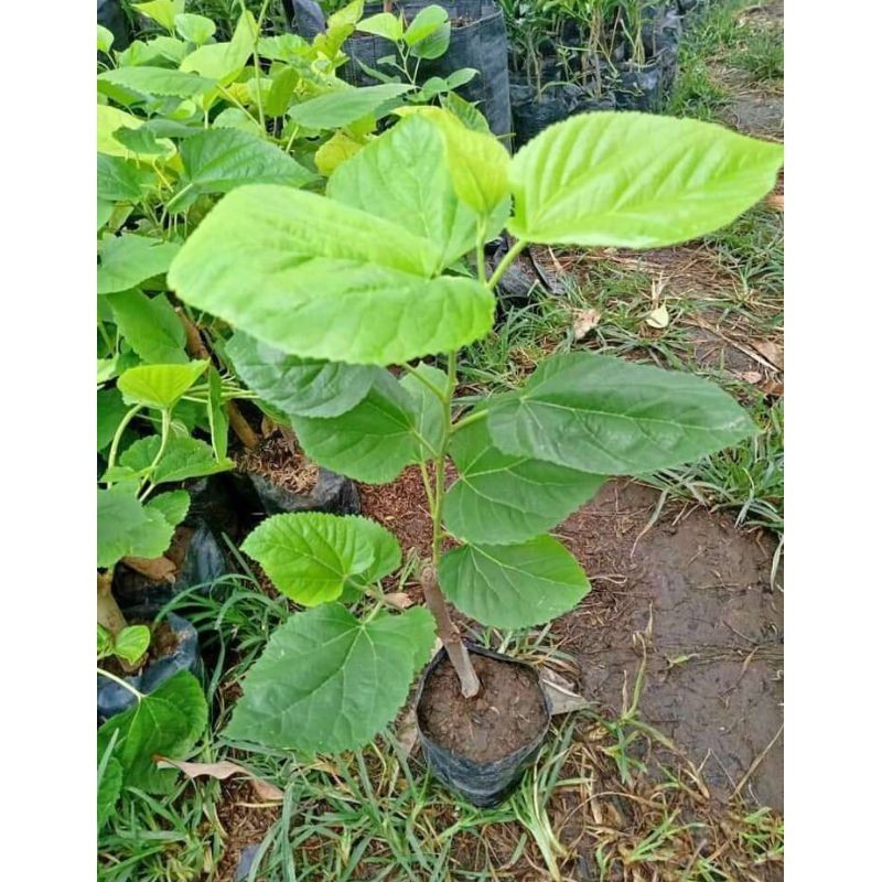 Bibit Murbei Long / Murbei Jumbo / Long Murbei