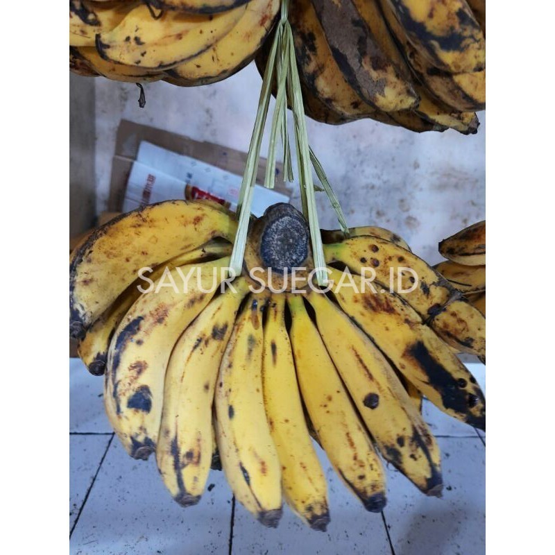 

Pisang raja 1 sisir