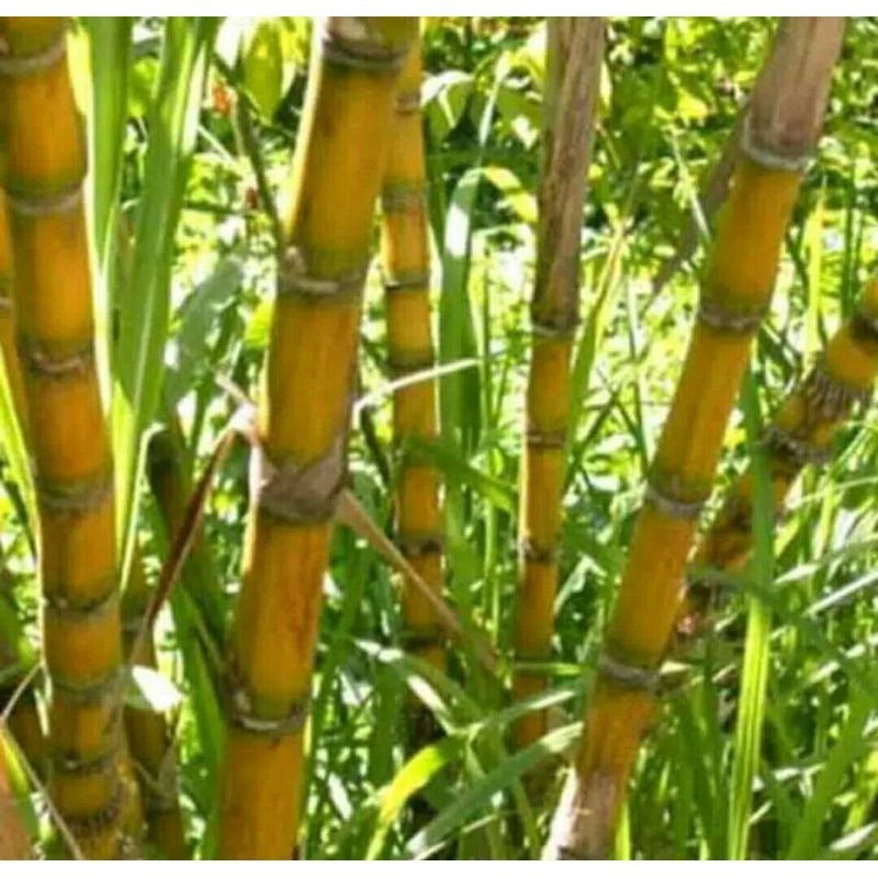 BIBIT STEK TEBU KUNING TEBU MANIS