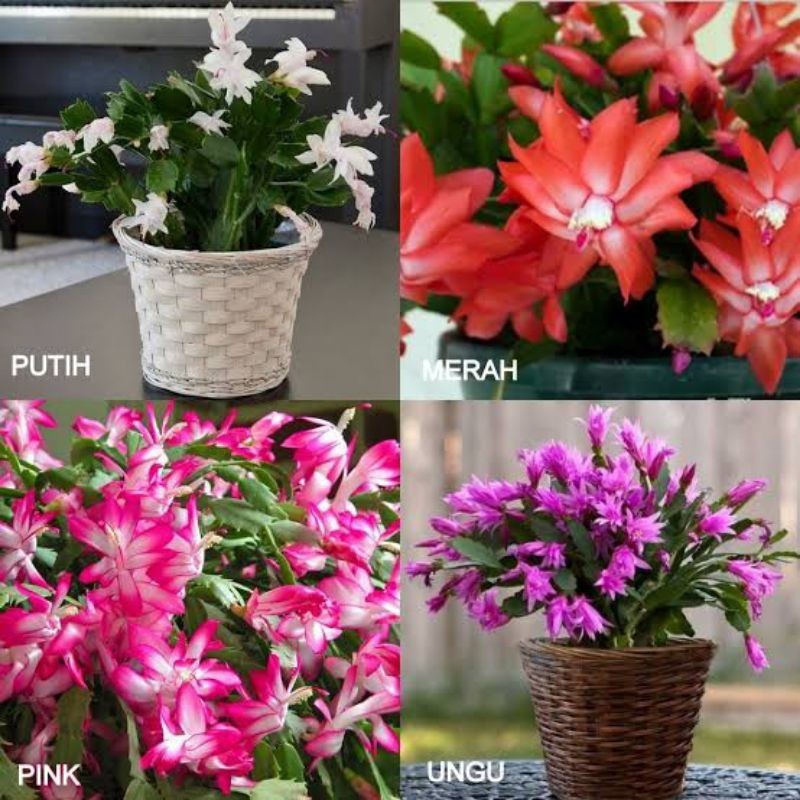 BISA COD PAKET 4 Wijaya Kusuma Kepiting Tanaman Hias Wijaya Kepiting / Tanaman Gantung Wijaya Kusuma