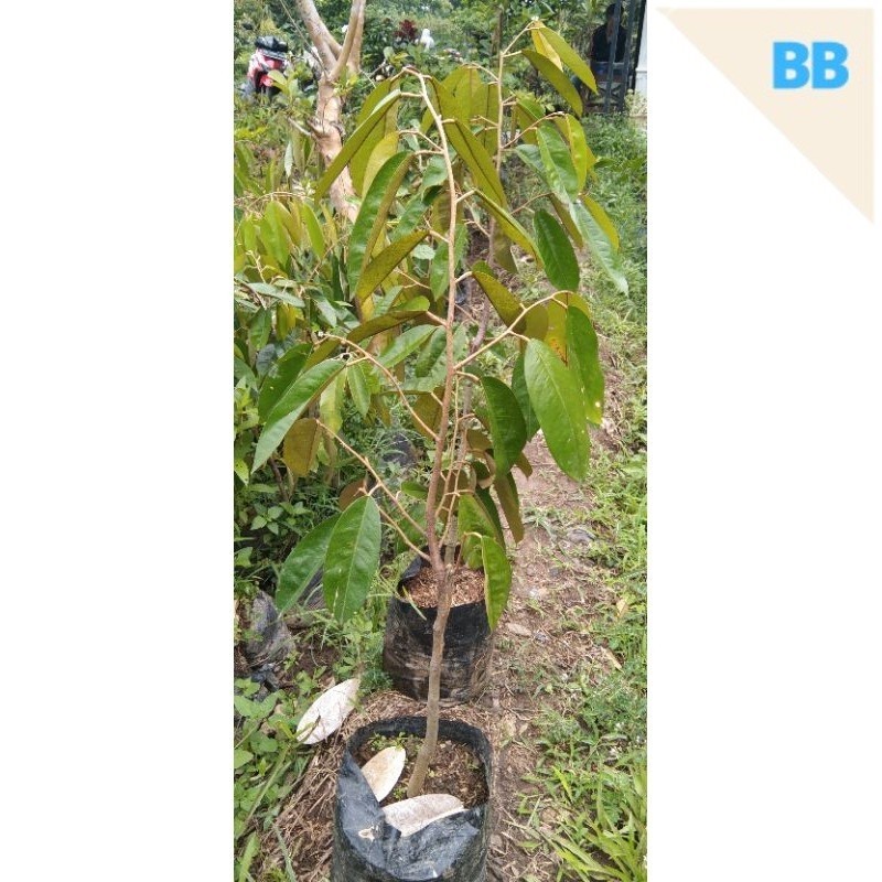 

durian pelangi asli