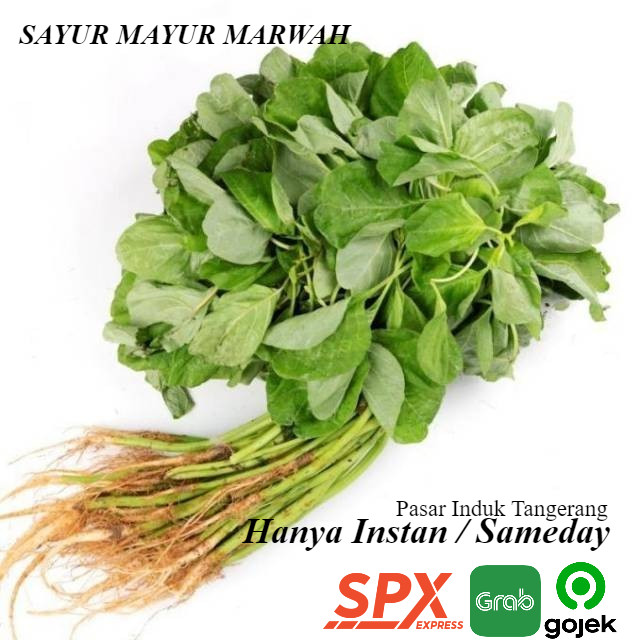 

Grosir Sayur Daun Bayam Segar per Ikat Murah