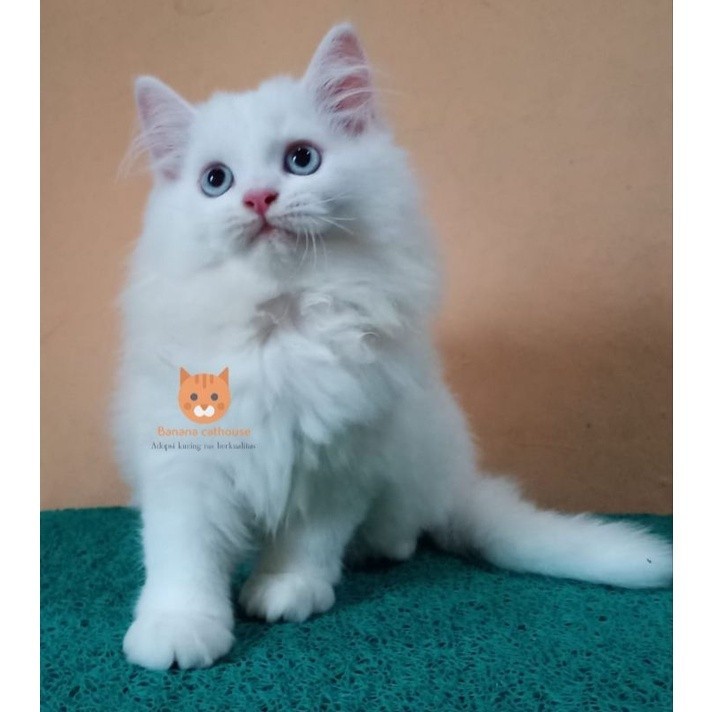 kucing Persia maincone putih