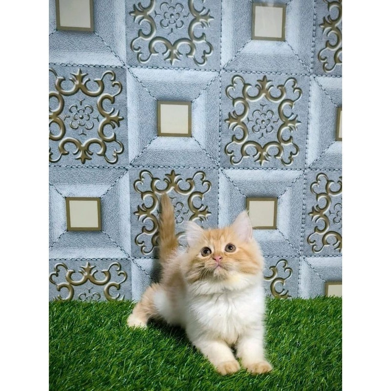 KUCING PERSIA KITTEN/KUCING PEAKNOSE/KUCING PERSIA/KUCING HIMALAYA/KUCING ABU