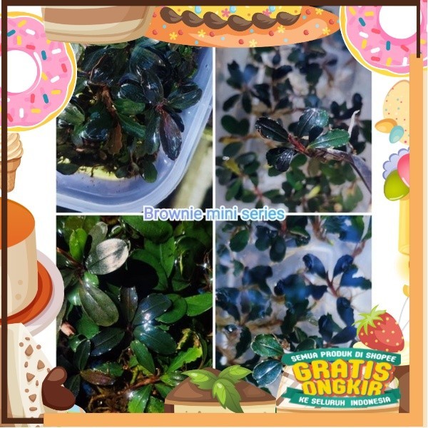 

Buce bucephalandra brownie Series dan brownie mini series/ King J Snack