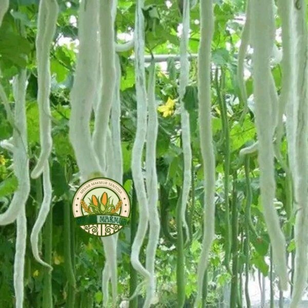 BENIH PARE BELUT F1  isi 15 BIJI