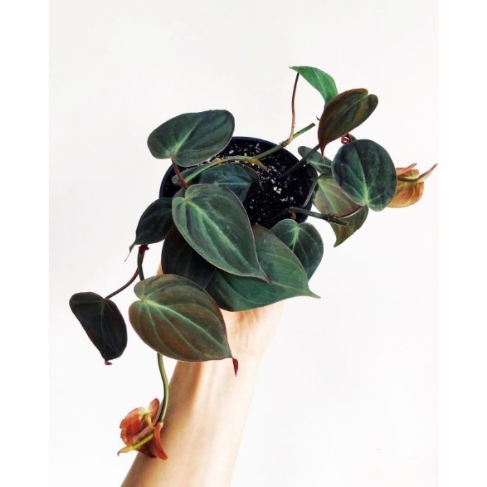 

Ready stok New tanaman hias philodendron michan/melani